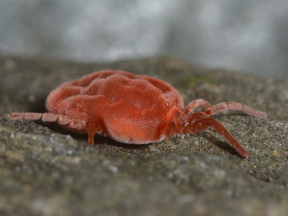 Trombidium gigante?